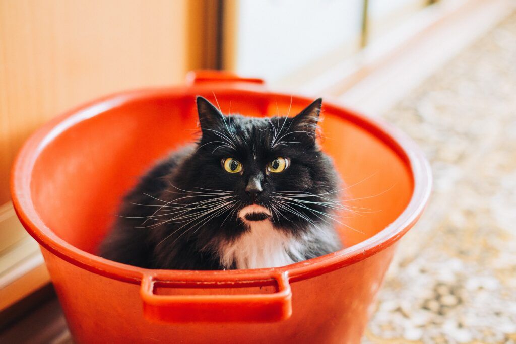 Bucket with water for people living with multiple sclerosis to combat heat